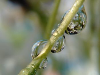 Close-up of green plant