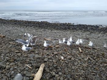 Birds on beach against sky