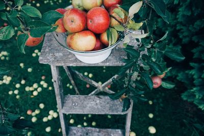 Apples in container on ladder at orchard