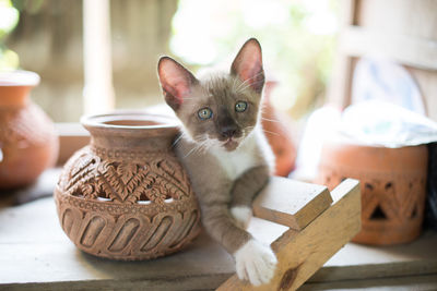 Close-up portrait of a cat