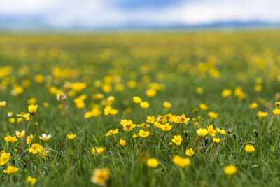 Wild flower in spring, tibet china.