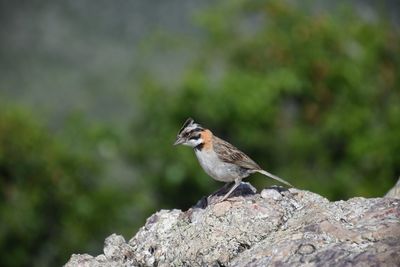Close-up of bird perching on rock