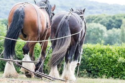 Working shire horses on a farm