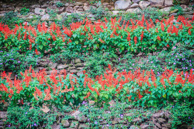 Full frame shot of flowering plants on land