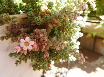 Close-up of flowers