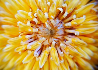 Full frame shot of yellow flower