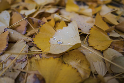 High angle view of dry leaves on wood