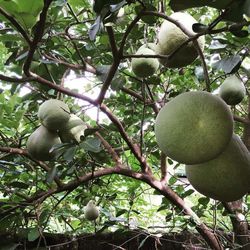 Close-up of fruits hanging on tree