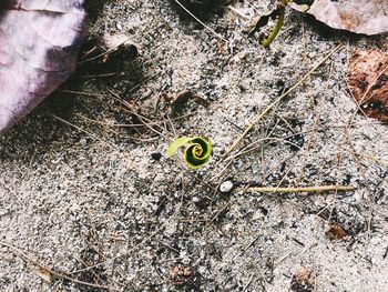 High angle view of insect on land