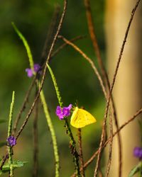 Close-up of purple flower