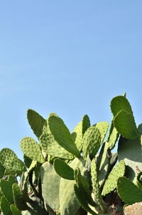 Close-up of prickly pear cactus against clear sky