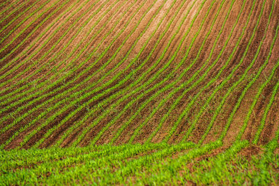 Full frame shot of crops on field