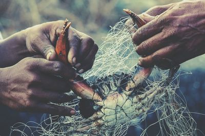 Close-up of hands untangling crab