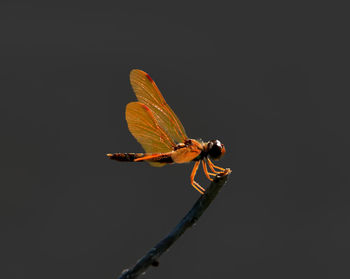 Close-up of dragonfly on twig against black background