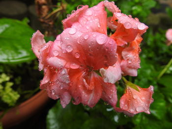 Close-up of raindrops on pink rose flower