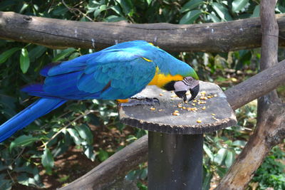 Close-up of blue parrot perching on tree