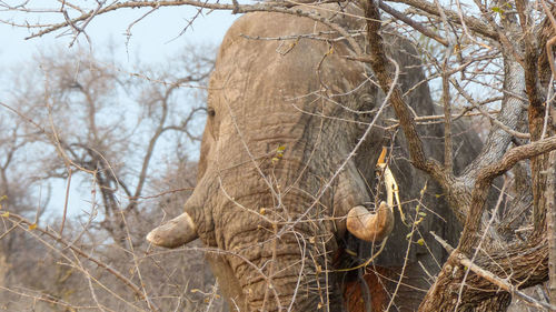 African elephant standing by tree