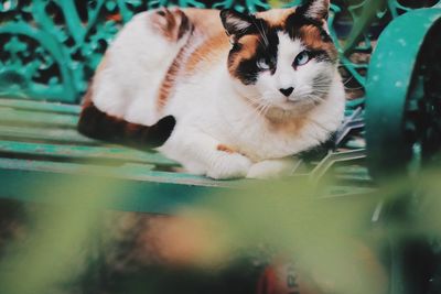 Close-up portrait of a kitten