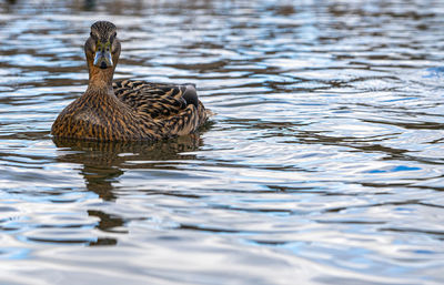 Mallard duck ducks on lake pond low level close up view