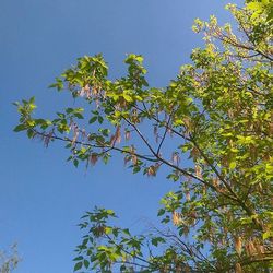 Low angle view of trees against clear sky