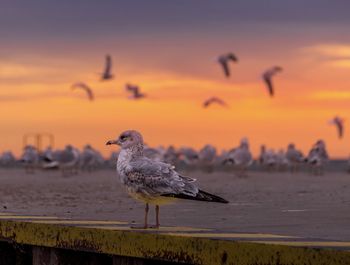 Seagull perching on wooden post