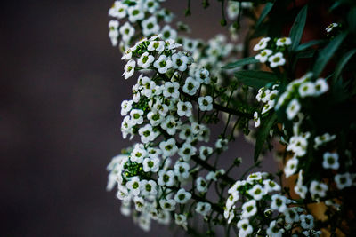 Close-up of white flowers against blurred background