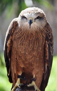 Close-up of a bird