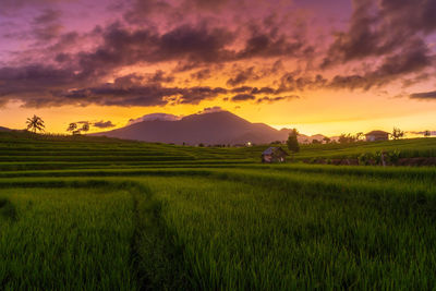 Panoramic indonesia view of rice terraces and mountains in the morning