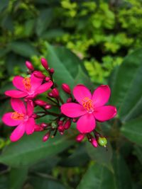 Close-up of pink flowering plant