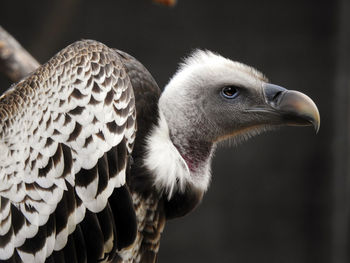 Close-up of eagle flying