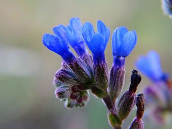 Close-up of blue flowers growing outdoors