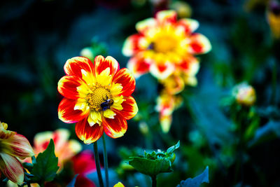 Close-up of yellow flowers blooming outdoors