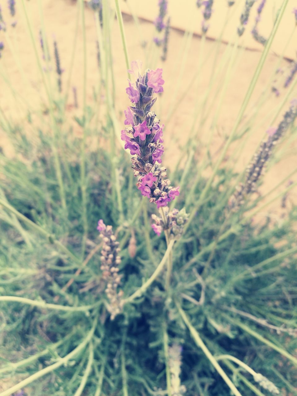 nature, flower, purple, growth, plant, focus on foreground, no people, beauty in nature, field, outdoors, grass, fragility, close-up, day, freshness