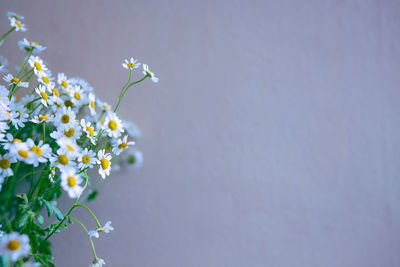 Close-up of white flowering plant