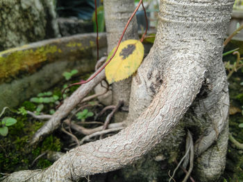 Close-up of tree trunk