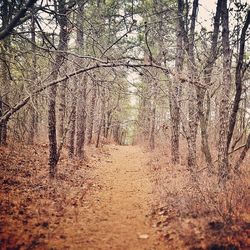 Road passing through forest