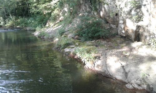 Scenic view of forest