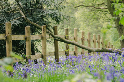 Bluebells blooming on field by fence in garden