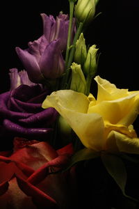 Close-up of yellow roses against black background