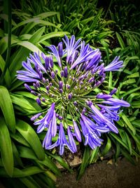 Close-up of purple flowers