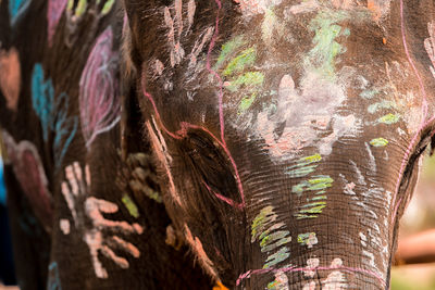 Close-up of painted elephant