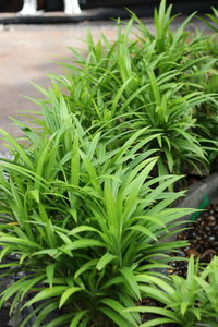 Close-up of fresh green plants