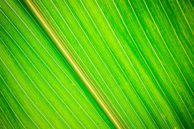 Full frame shot of palm leaf