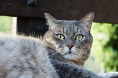 Close-up portrait of a cat