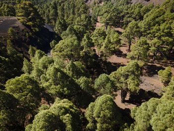 High angle view of trees in forest