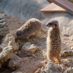 Close-up of meerkat