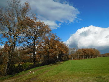 Trees on field against sky