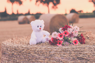 Close-up of white flowers with toy