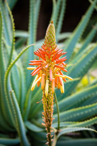 Close-up of orange flowering plant