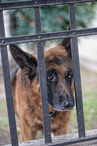 Portrait of dog seen through metal fence